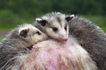 Virginia Opossum Joeys (Didelphis virginiana) Snuggle Together in Rain Summer