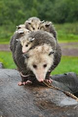 Virginia Opossum Adult (Didelphis virginiana) Piled Up with Joeys on Log Summer