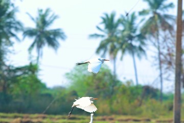 white stork in flight