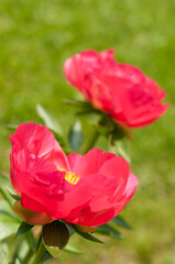 Fototapeta premium pink garden peony - two blossoms on a green background
