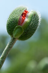 orange flower bud on a blue green background