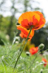orange flowers in the garden