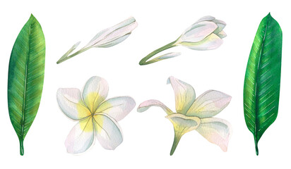 Watercolor illustration of hand-drawn leaves and flowers of plumeria.