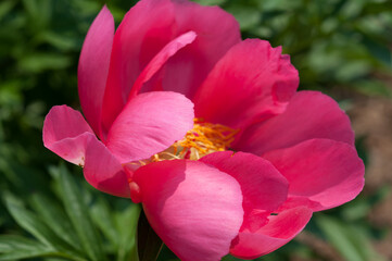 isolated pink garden peony blossom