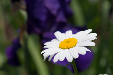 Obraz premium Leucanthemum vulgare or oxeye daisy and purple iris