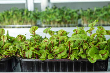 Juicy young shoots of micro-greenery close-up. Growing seeds in