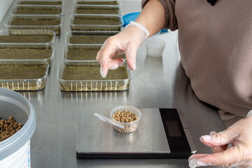 Planting micro-greens on mineral wool for growing seeds in a greenhouse. Micro-green farm. Production of vitamin nutrition, blurred focus