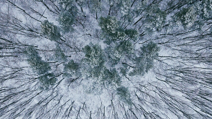 Aerial top view of winter wild forest with snowy and naked trees in half