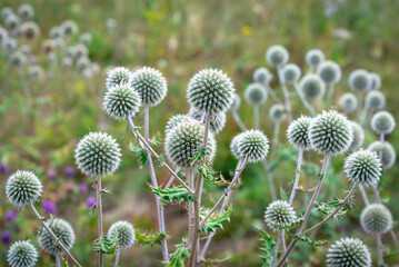 Obraz premium Echinops Sphaerocephalus - Flowering perennials in a clearing.