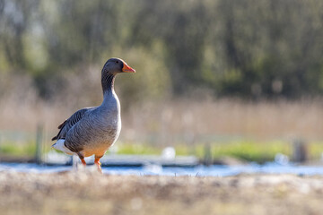 Greylag goose (Anser anser)