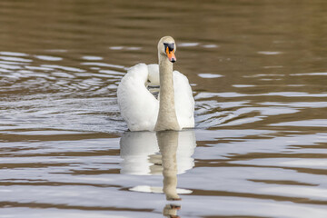 Obraz premium Mute swan (Cygnus olor)