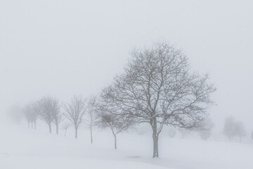 Fototapeta na wymiar Trees in the snow