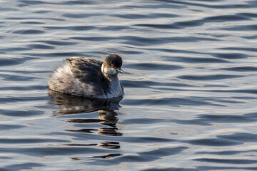 Black-necked Grebe