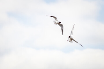 Black-headed gull (Chroicocephalus ridibundus)