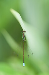 dragonfly (Damselfly) on a green leaf