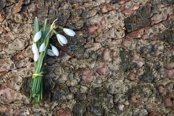 Blumenstrauss mit Schneeglöcken liegt auf Rinde von Baum