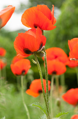 Obraz premium Papaveraceae or Papaver orientale background