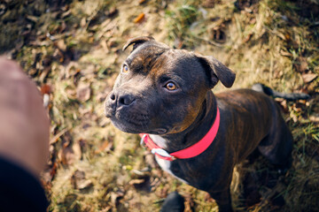 Photos of Staffordshire Bull Terrier with red collar