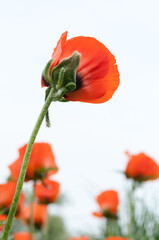 poppy flowers isolated on white