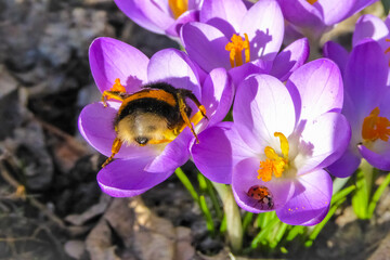 Dicke Hummel neben kleinem roten Marienkäfer auf lila Krokussen im Frühling. Insekten auf...