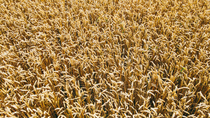 Aerial view of a field of mature natural golden wheat. Harvesting agriculture