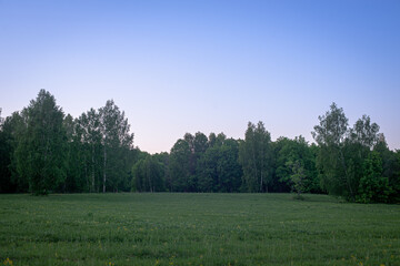 Green glade, forest, evening landscape.