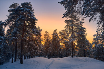 Winter sunrise in the forest. Morning in the pine forest in Russia.