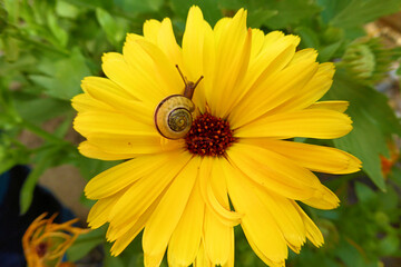 Kleine gelbe Schnecke auf wunderschöner gelben Blüte. Schnecke auf Blume. Kunstfoto: yellow snail on yellow blossom flower. Gut getarnte gelbe Schnirkelschnecke.
