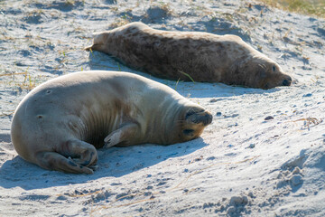 Grey seals, Halichoerus grypus, lying down on a beach of Dune island in Northern sea, Germany. Funny animals on a beautiful sunny day of winter. Wildlife of the north.
