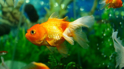 Fototapeta premium goldfish swimming in the aquarium with clear water, looks very beautiful 