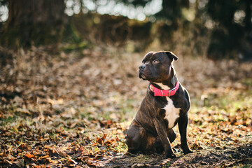 Photos of Staffordshire Bull Terrier with red collar