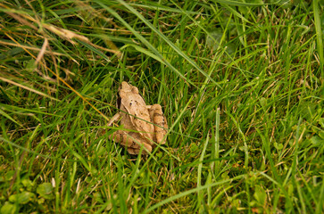 Little Frog In The Green Grass