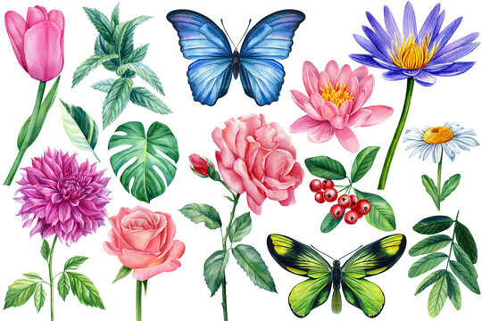 Set of chamomile, rose, lotus, tulip, mint and butterfly. Watercolor flower