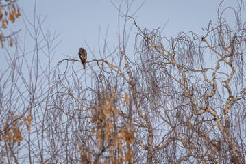 Large forest bird on the branches of a tree.