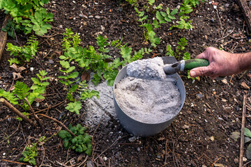 A hand picks up a trowel heaped with wood ash, rich in nutrients and potassium, is putting the ash...