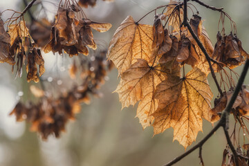 Dead maple leaves on a wet winter day