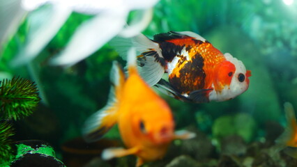 goldfish swimming in the aquarium with clear water, looks very beautiful
