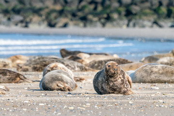 Grey seals, Halichoerus grypus, lying down on a beach of Dune island in Northern sea, Germany. Funny animals on a beautiful sunny day of winter. Wildlife of the north.