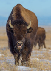 American Bison on the High Plains of Colorado