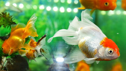 goldfish swimming in the aquarium with clear water, looks very beautiful
