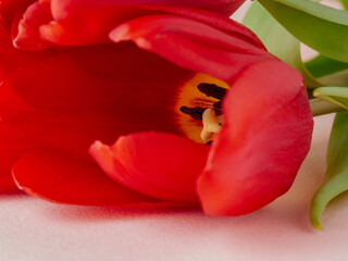 Red tulip with leave on a white background     