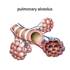 폐포 세기관지 메디컬일러스트 
