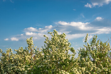 Obraz premium Blooming trees in early spring.