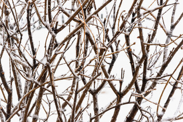 Tree branches covered in snow.