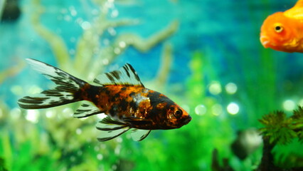 goldfish swimming in the aquarium with clear water, looks very beautiful
