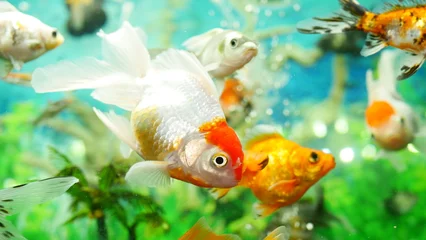 Fotobehang goldfish swimming in the aquarium with clear water, looks very beautiful  © Last 4ever
