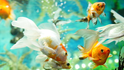Fototapeta premium goldfish swimming in the aquarium with clear water, looks very beautiful 
