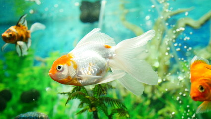 goldfish swimming in the aquarium with clear water, looks very beautiful
