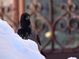 a crow in the snow