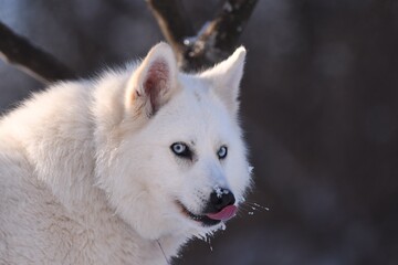 portrait of a white wolf